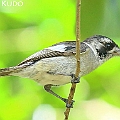 White-eared Monarch<br />Canon EOS 6D + EF300 F2.8L III + EF1.4xII